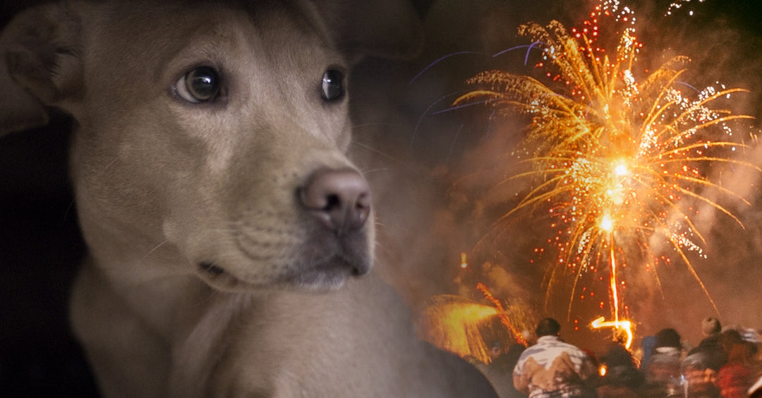 Cracker Night 1st July: How to keep your animals safe & calm this Territory Day