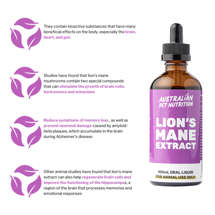 Lion's Mane Extract 100ml