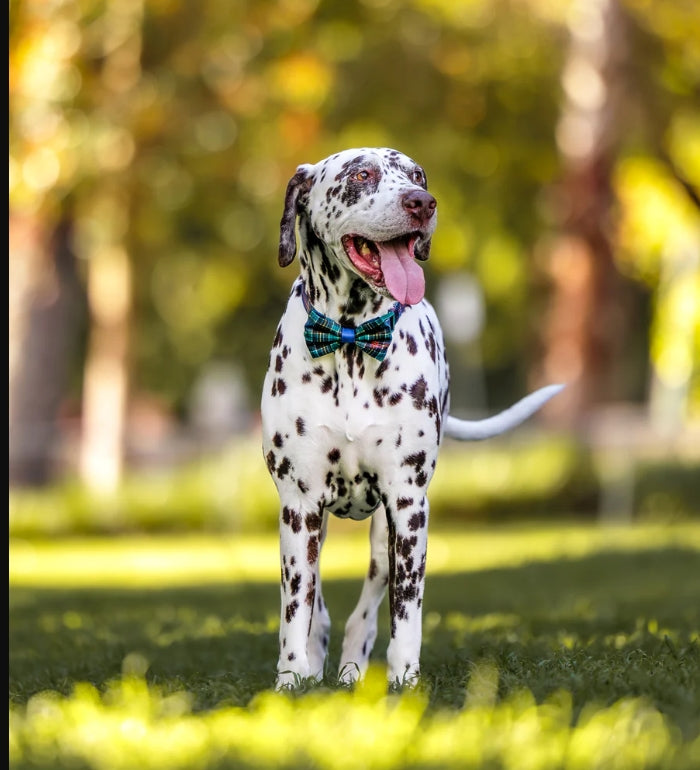The Hamish: Scottish Tartan Value Range Dog Collar *
