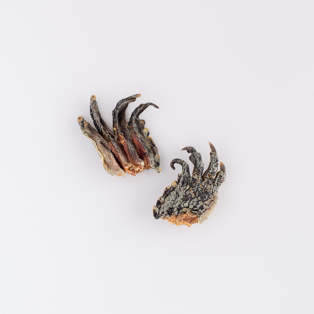 Crocodile Feet 2pk