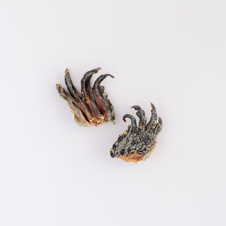 Crocodile Feet 2pk