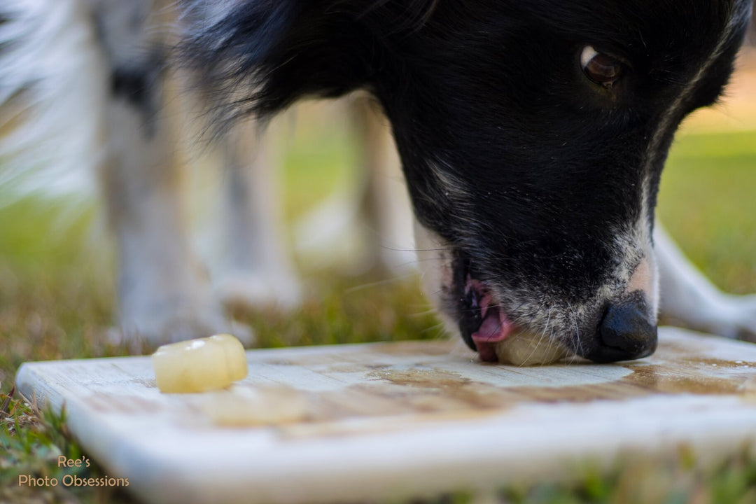 Bone Broth for Pets 500g
