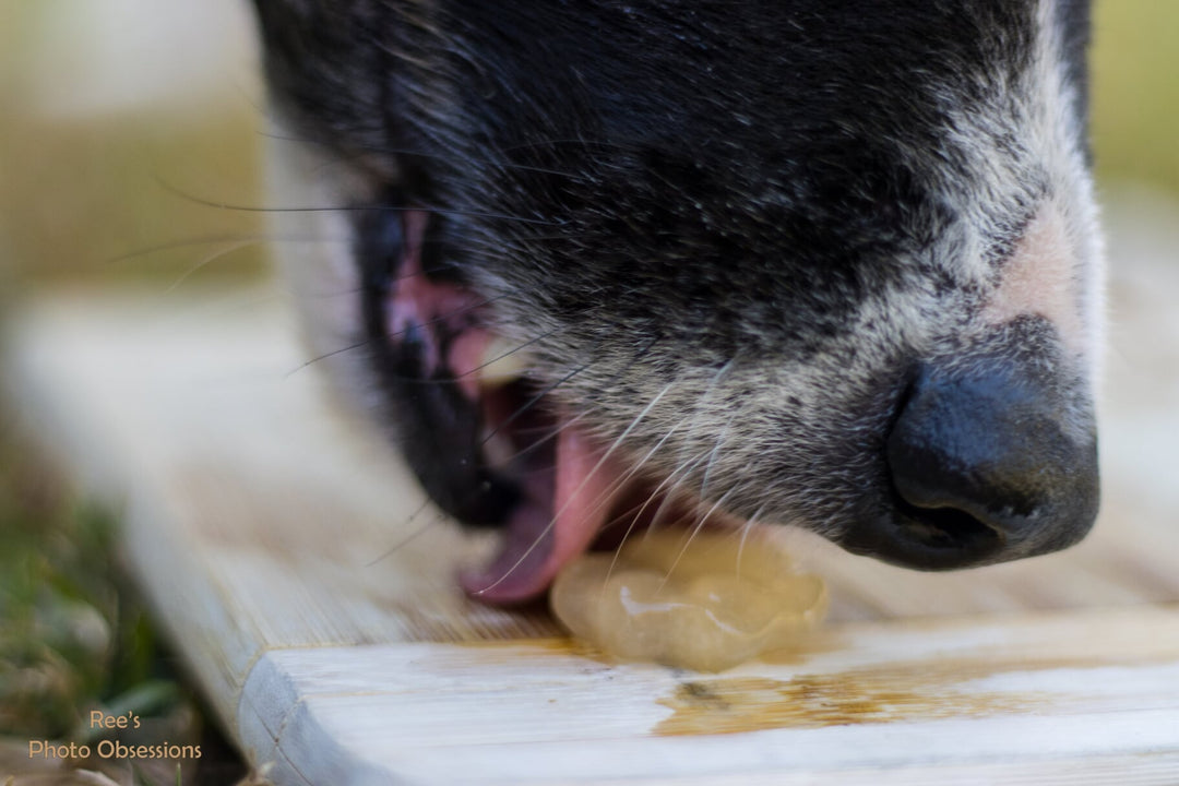 Bone Broth for Pets 500g