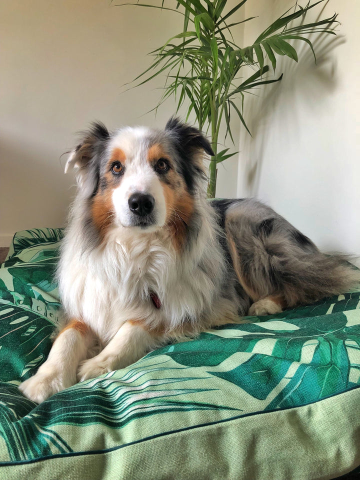 Indie Boho Pet Bed XXL *