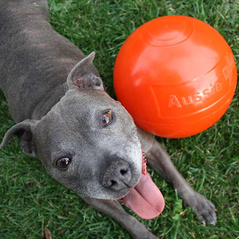 Aussie sale staffy ball