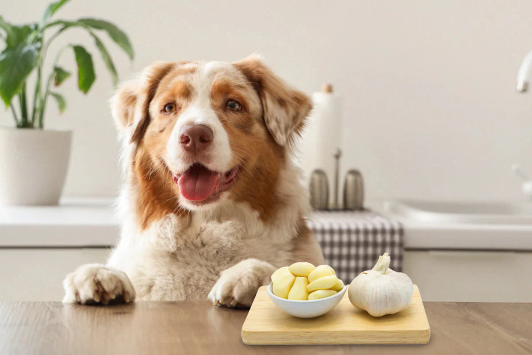 The Truth About Garlic for Dogs: Toxic Poison or Beneficial Superfood?