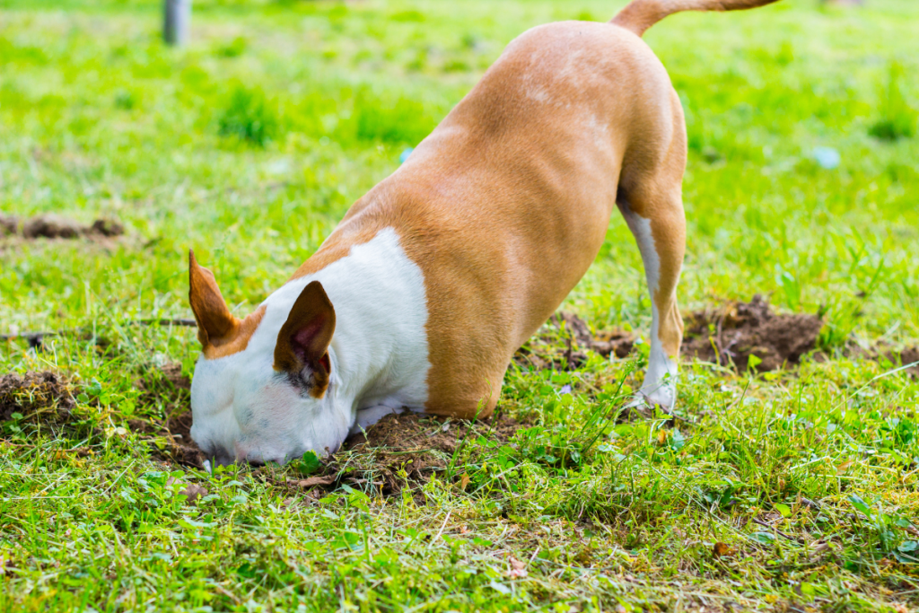 Why Does My Dog Eat Rocks, Dirt, Bark or Soil? Understanding Pica in Dogs