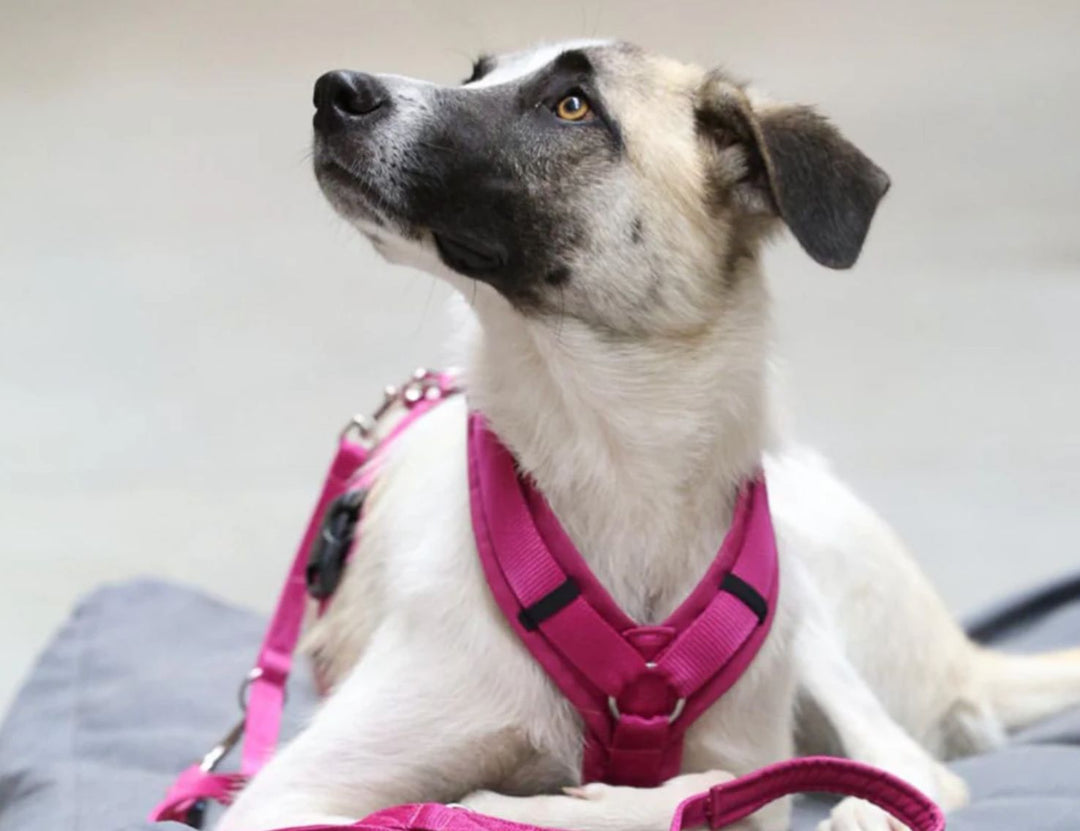 The Humane Harness Guide: Comfort Without Compromise