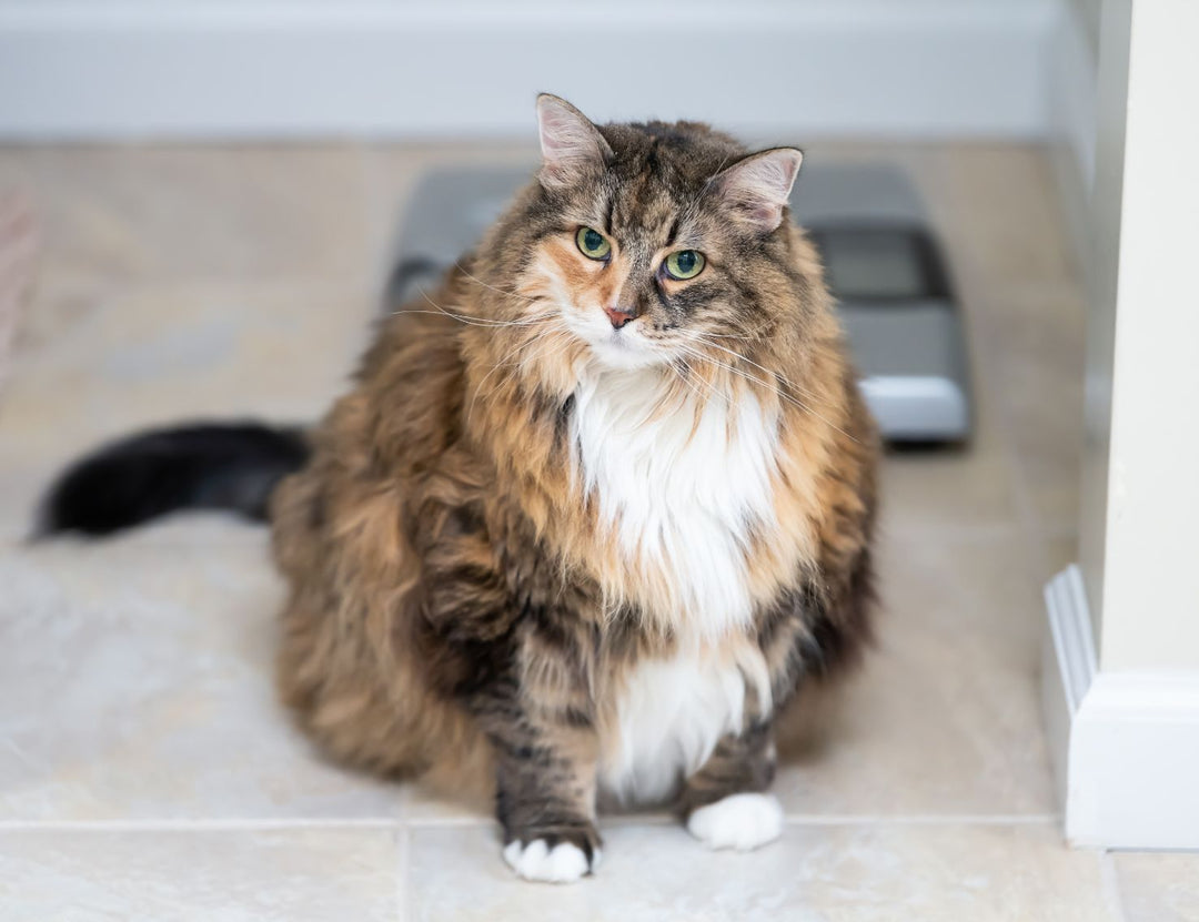 Pet Obesity: Why Cutting Carbs, Not Fat, Is the Key to Weight Loss