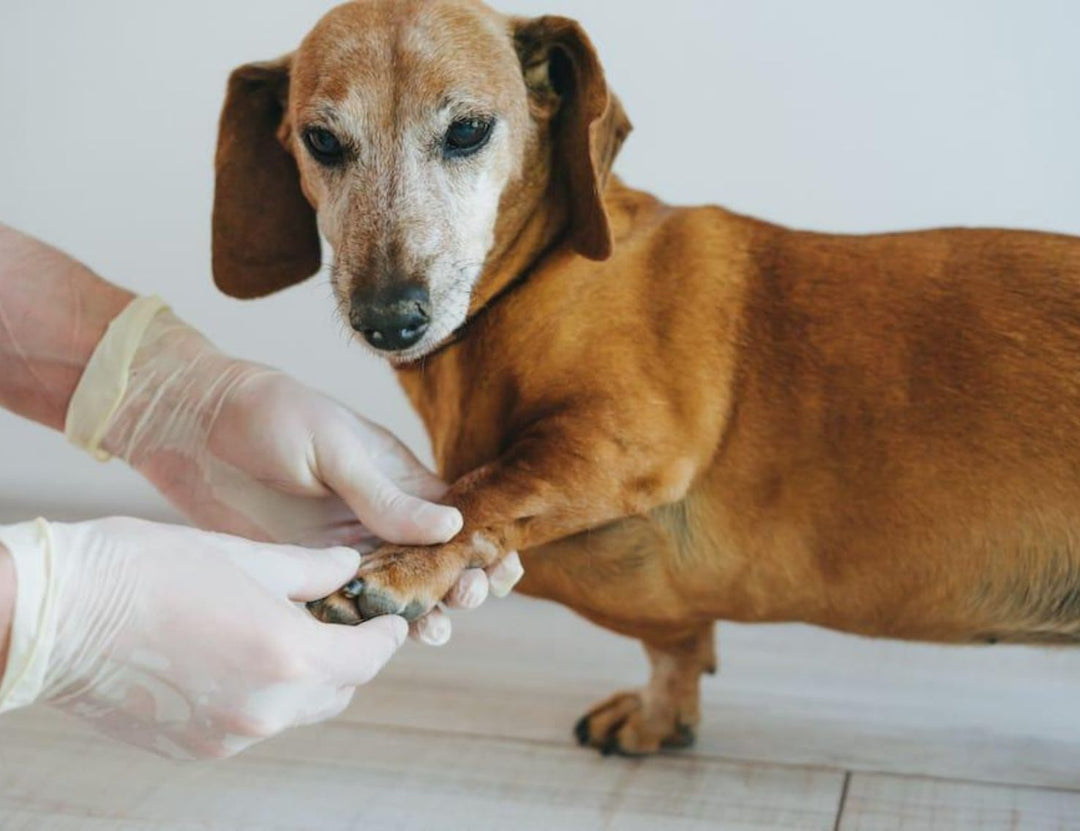 Dog Nail Care: Why Keeping Nails Off the Floor Prevents Pain