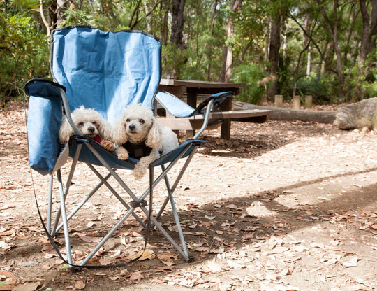Travelling Australia With Dogs: Camping Safety, 1080 Baits & Essential Gear