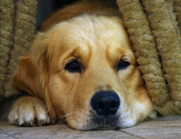 Is Your Dog in Pain? Common Signs Most Dog Guardian’s Miss