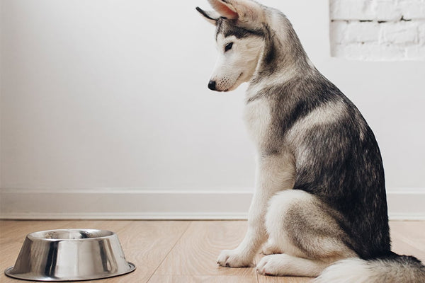Fussy Canine Eaters