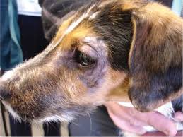 Topical Bacterial Skin Infections in Dogs: Understanding Staph