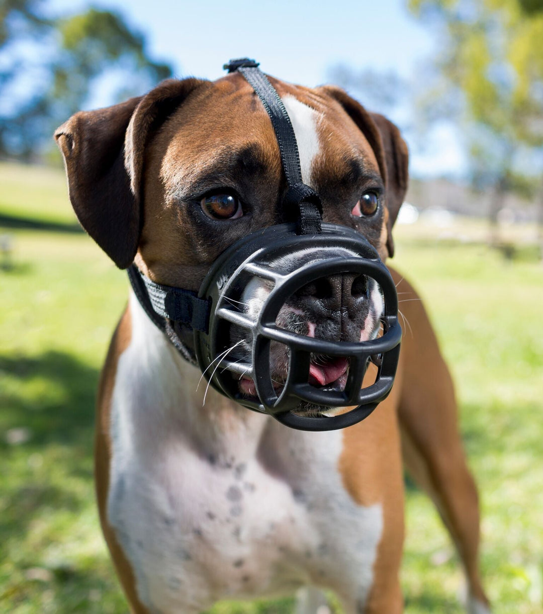 Correct Muzzle Sizing: A Step-by-Step Guide for Successful Muzzle Training
