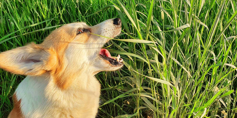 Why Do Dogs Eat Grass? Getting to the Guts of the Problem