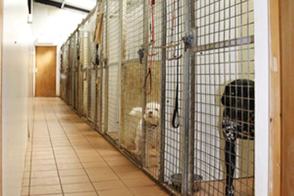 Choosing A Dog Boarding Facility