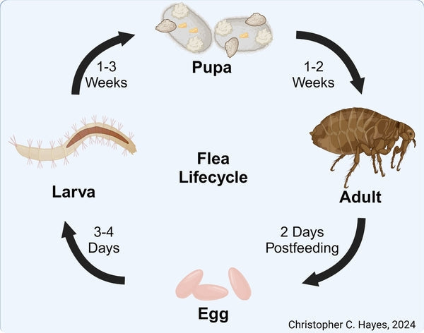Natural & Holistic Flea Treatments for Dogs and Cats