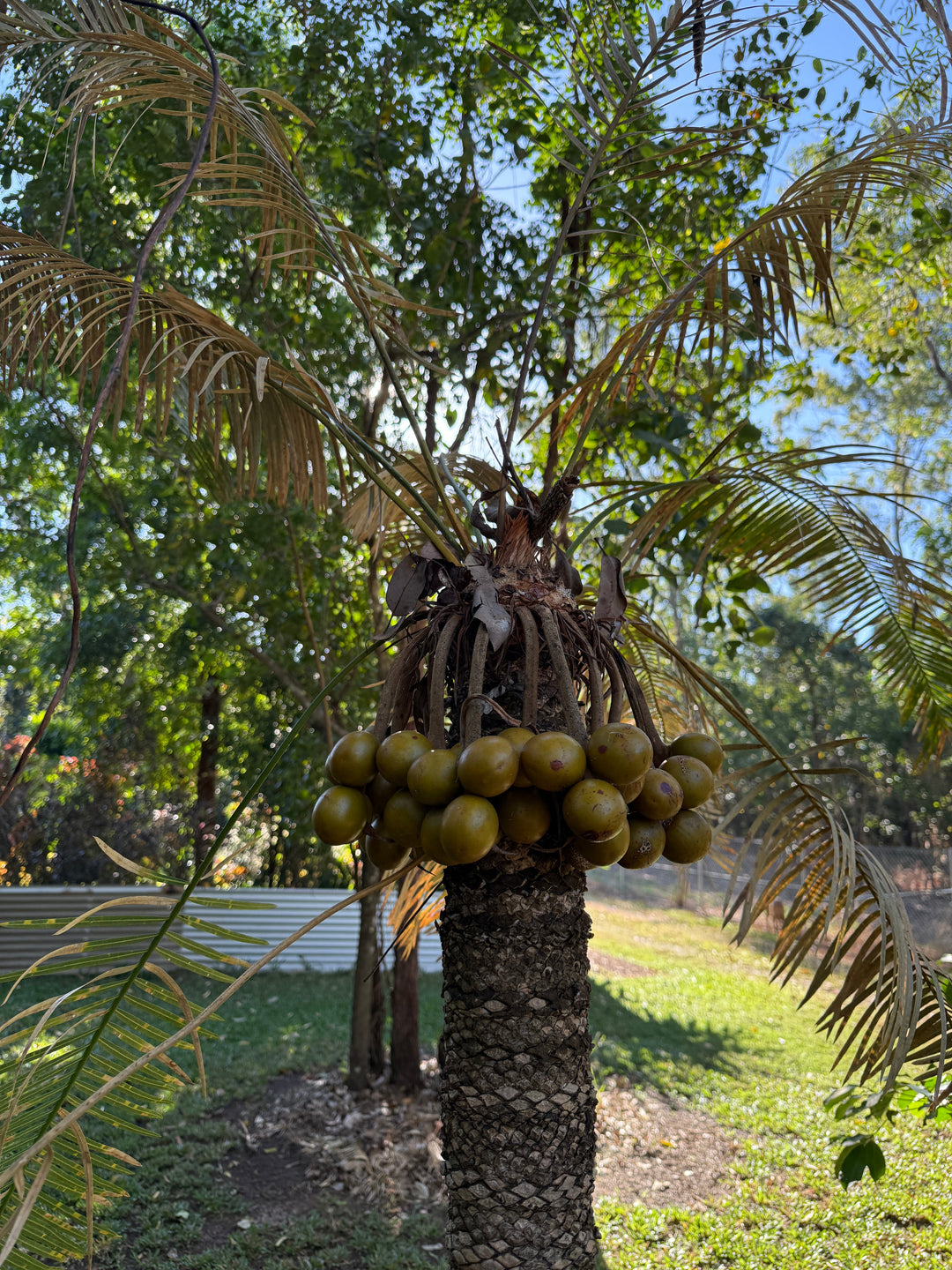 Cycad Poisoning in Dogs: Why One Seed Can Be Fatal