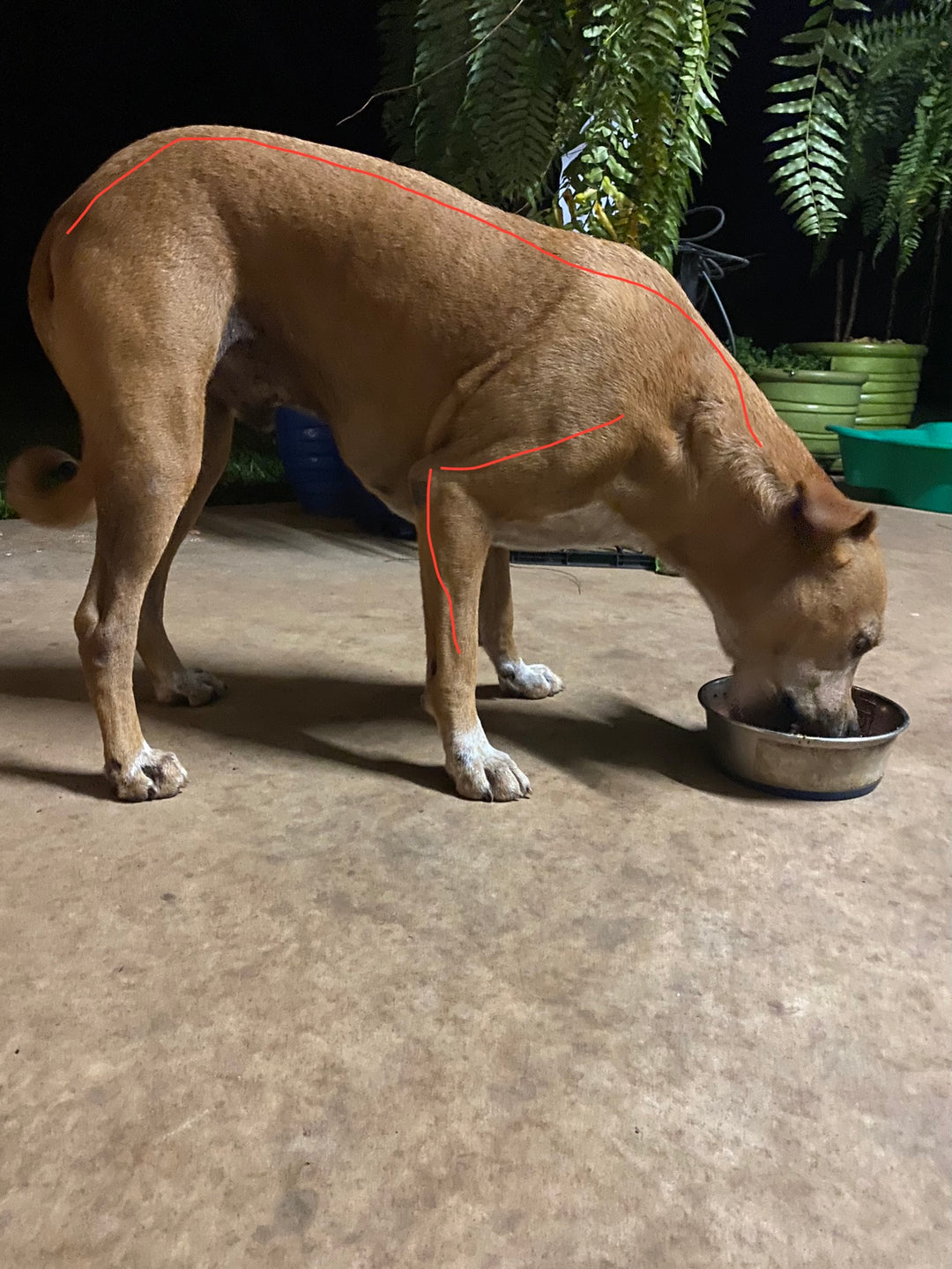 Raised Food & Water Bowls for Dogs with Joint Pain