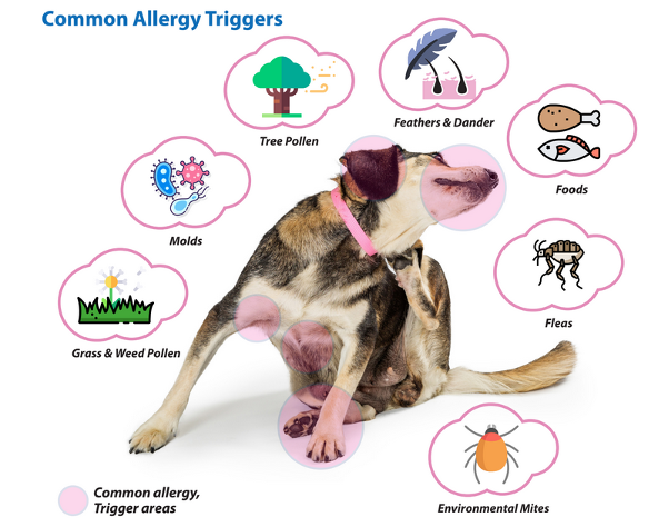 Common Non-Contact Environmental Allergies in Dogs (And Why They’re Often Overlooked)
