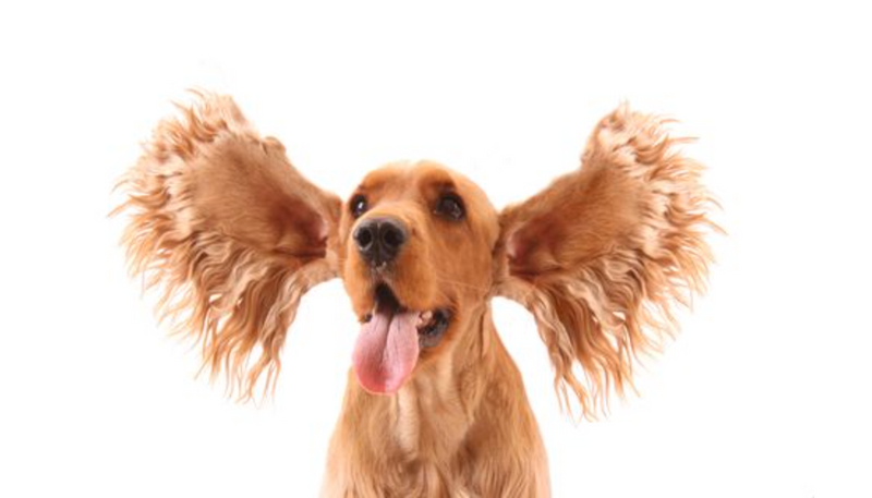 Dog Ear Infections: Causes, Symptoms & Natural Prevention