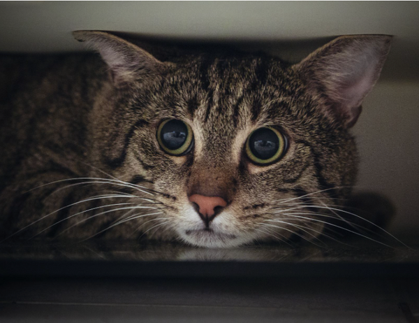 8 Common Signs of Cat Stress (and What You Can Do)