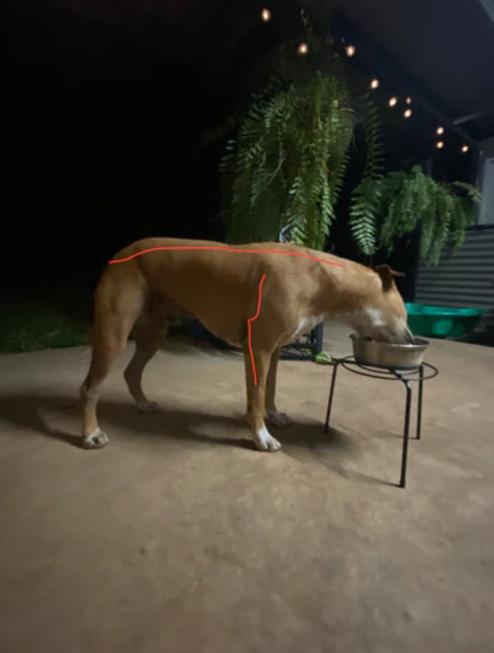 Should You Raise Your Dog’s Food and Water Bowls?