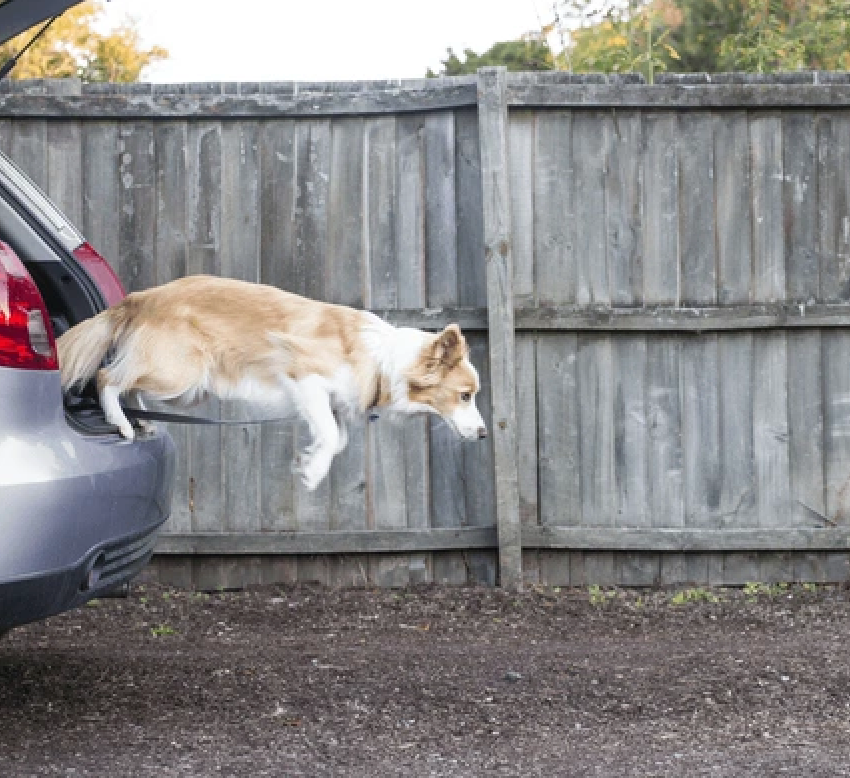 Why Letting Your Dog Jump from the Car Could Be Hurting Their Joints — and How to Help with an H-Shaped Harness