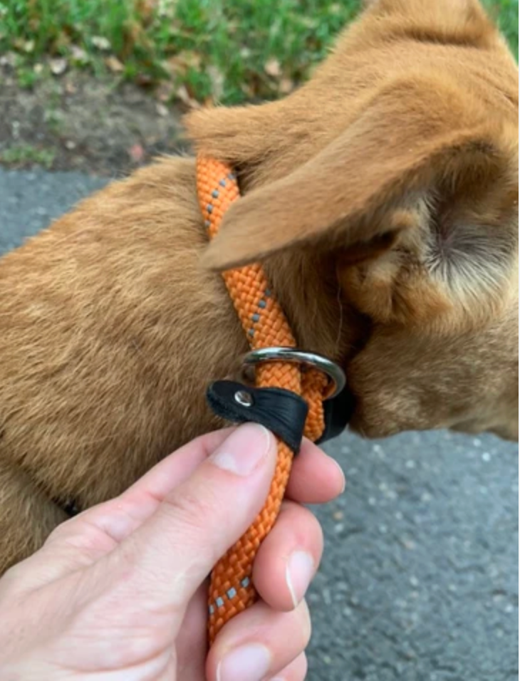 Slip leads on dogs: understanding the physical and psychological risks