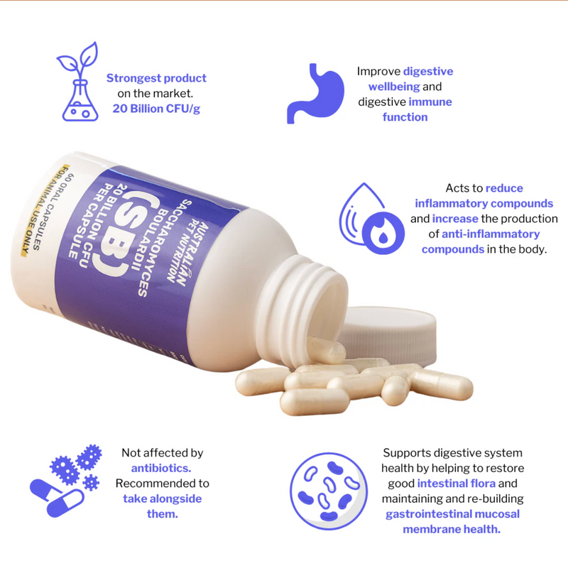 Saccharomyces Boulardii for Dogs & Cats: The Probiotic Every Pet Guardian Should Know About