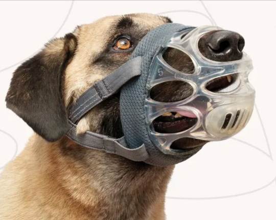 Correct Muzzle Sizing: A Step-by-Step Guide for Successful Muzzle Training