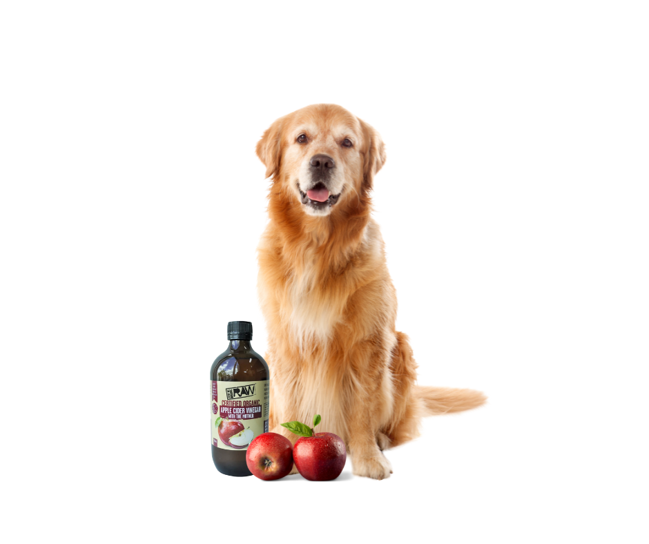 Apple Cider Vinegar for Dogs: Benefits, Uses & Simple DIY Recipes