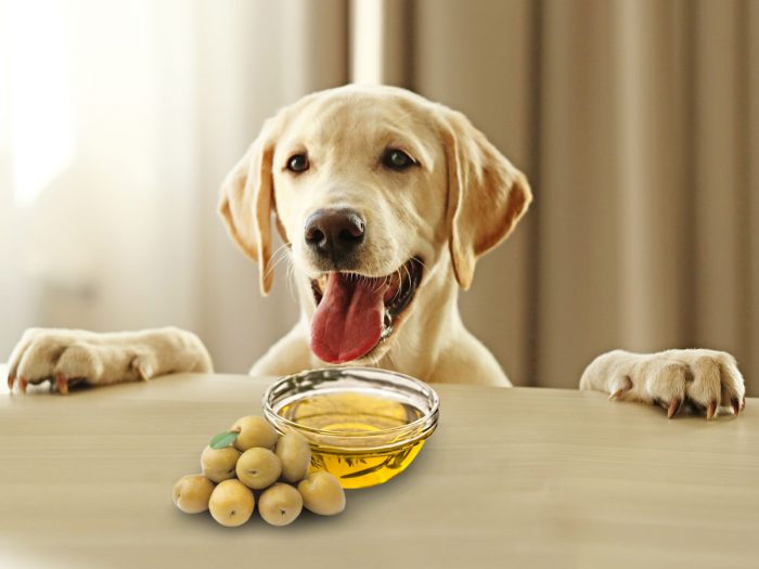 Is Olive Oil a Good Essential Fatty Acid Source for Fresh-Fed Dogs?