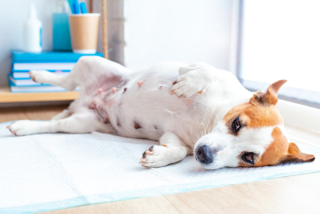 Mother's Health Shapes a Lifetime: How Mum's Diet, Stress, Environment & Birth Method Influence Your Puppy or Kitten's Gut Health