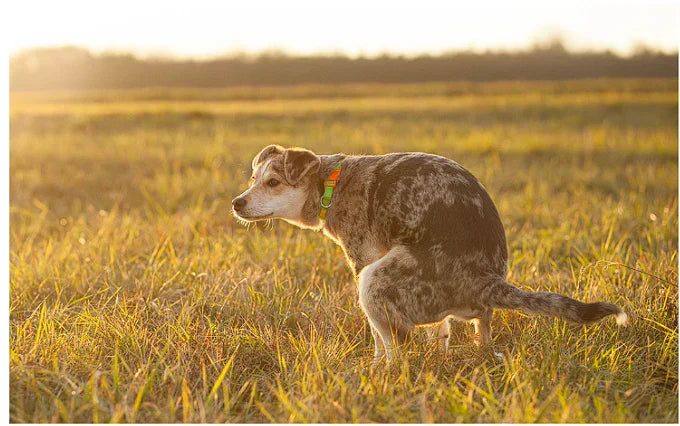 Constipation in Dogs: Why Fibre, Plant Diversity & Gut Health Matter