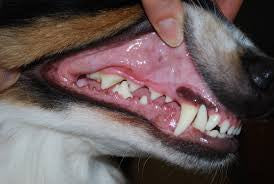 80% of Dogs Have Gum Disease by Age 3 - Why Kibble Isn’t Cleaning Your Pet’s Teeth