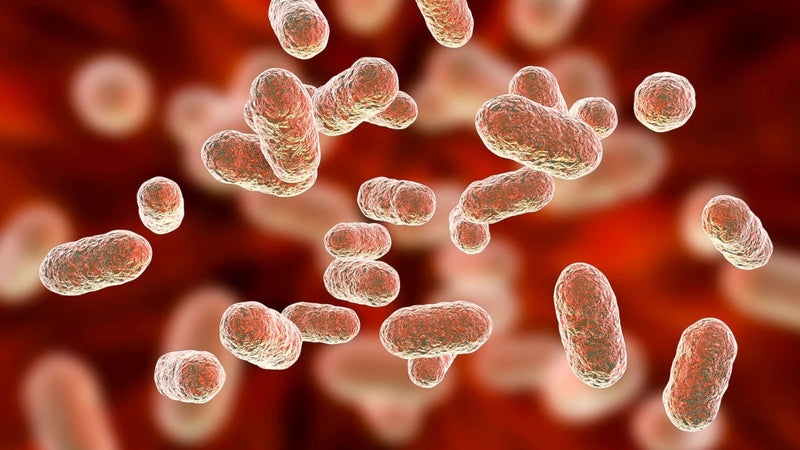 12 Often Overlooked Causes of Gut Health Problems in Dogs and Cats (That Have Nothing to Do With Probiotics)