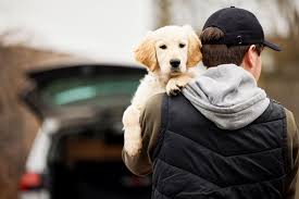 How to Protect Your Dog from Pet Theft: Essential Safety Tips for Australian Pet Guardians