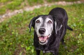 MCT Oil for Dogs: Supporting Brain Health as Your Dog Ages