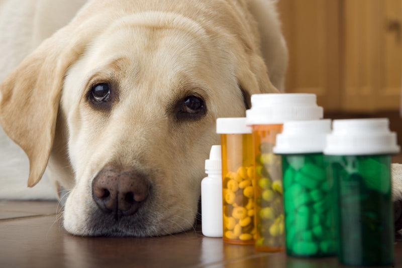 Antibiotics & Gut Health: Supporting Your Pet During & After Treatment