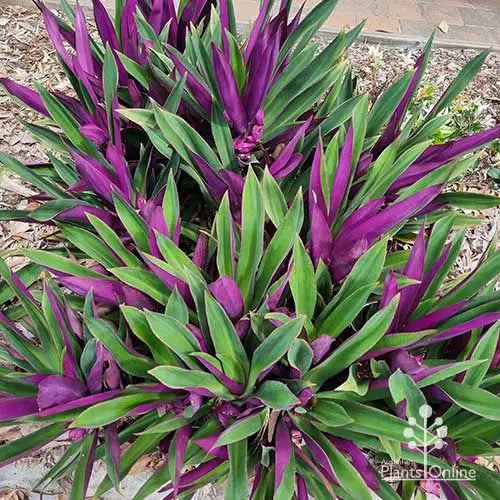 Common Australian Plants That Can Trigger Contact Allergies in Dogs