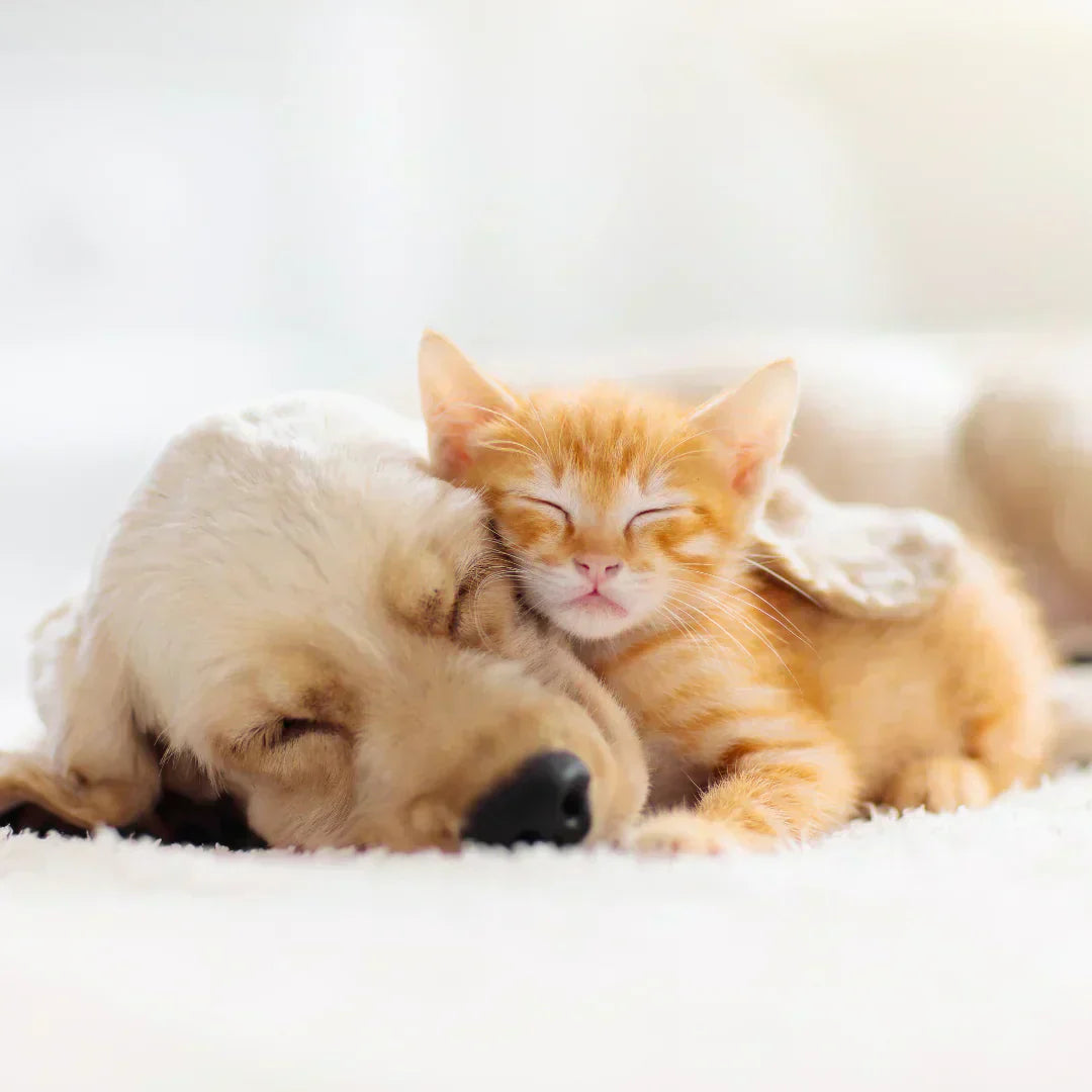 Gut Diversity from Day One: Why Puppies and Kittens Need Fresh, Species-Appropriate Food