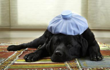 Why 'Chicken & Rice' is one of the worst things to feed a sick dog