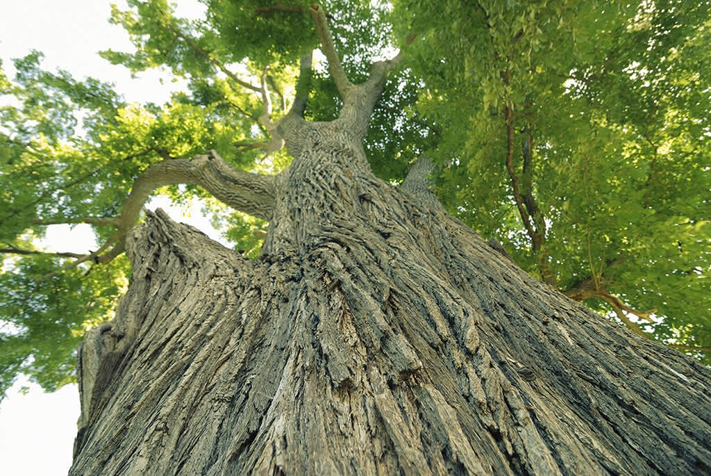 Slippery Elm for Dogs: The Gut-Healing Herb Every Pet Parent Should Know About