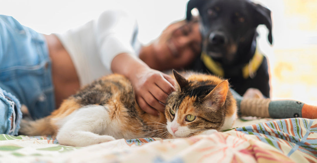 More Than Property: Why Protecting Companion Animals Is Essential in Domestic Violence Response