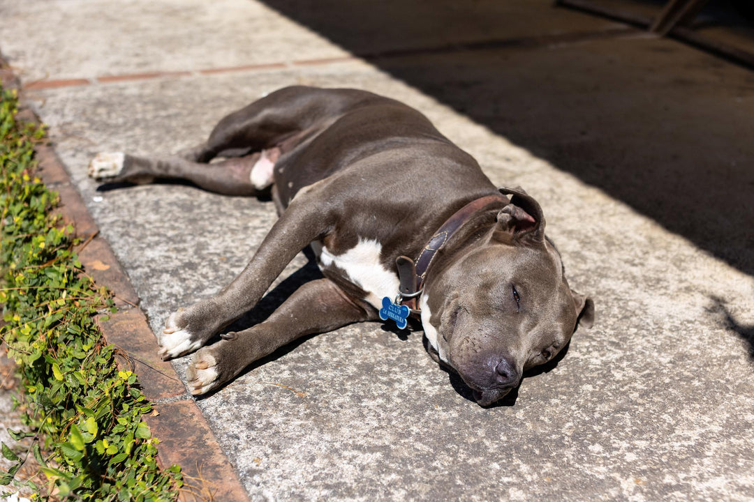 Do Dogs Get Vitamin D From the Sun? Why Dogs Love Lying in Sunny Spots