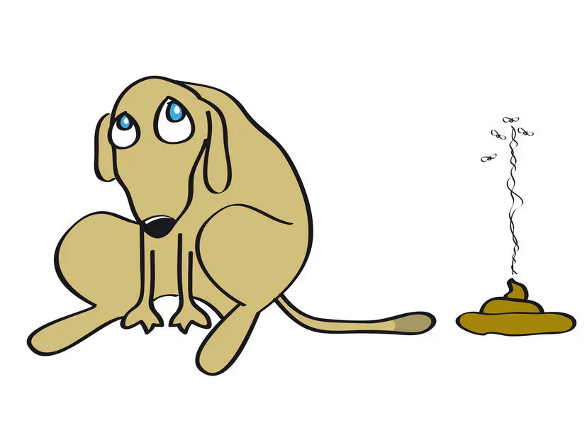 The Emergency Vomiting & Diarrhoea Kit Every Pet Guardian Should Keep at Home