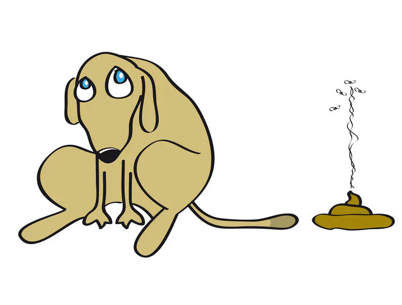 The Emergency Vomiting & Diarrhoea Kit Every Pet Guardian Should Keep at Home