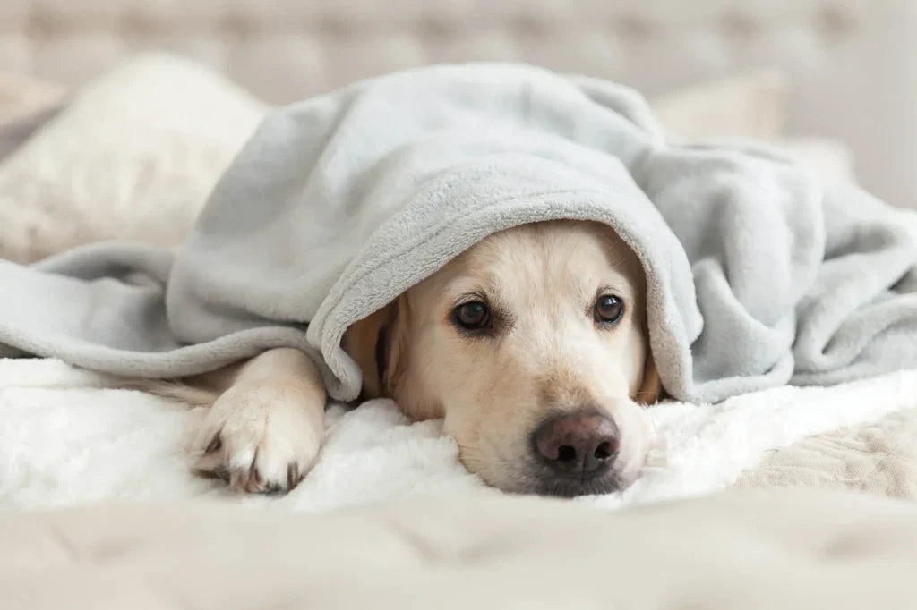 Everything You Need to Know About Kennel Cough (And How to Support Your Dog Naturally)